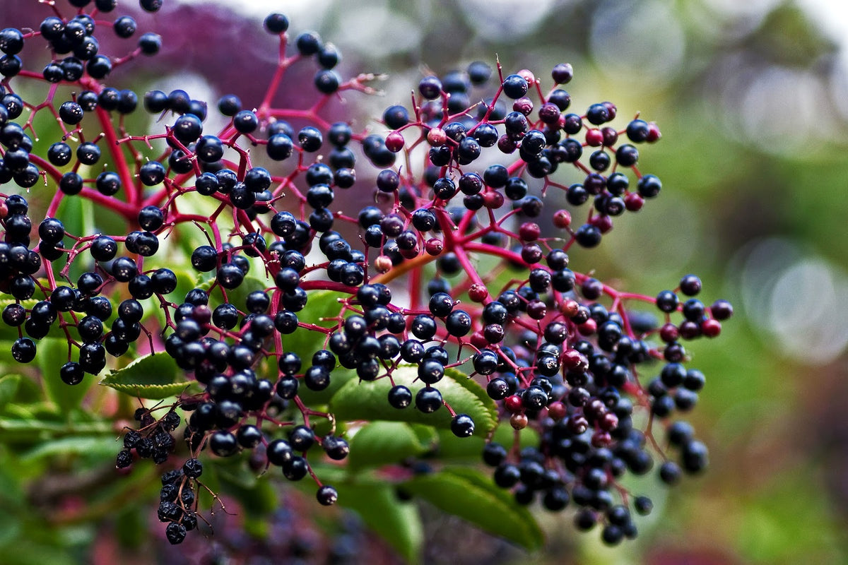Antioxidantes naturales y beneficios antiinflamatorios