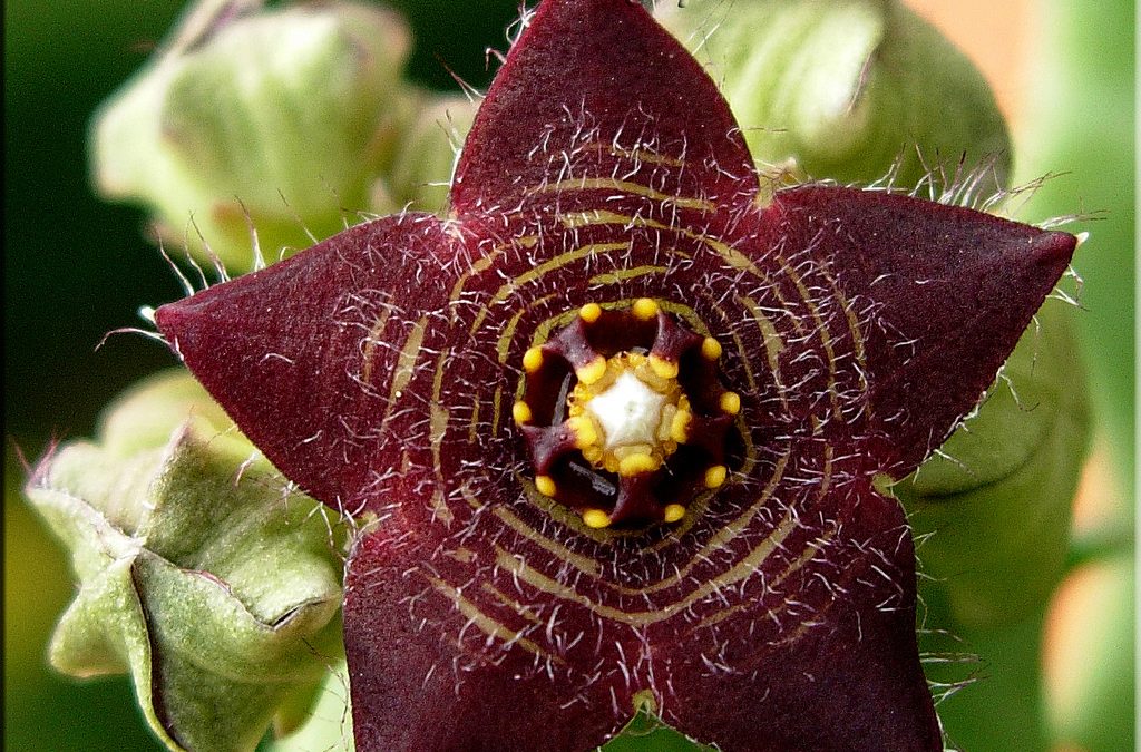 Indian Caralluma Fimbriata